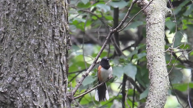 Spotted Towhee - ML639638682