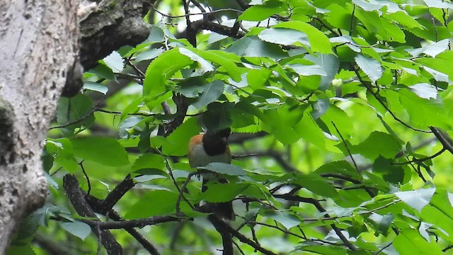 Spotted Towhee - ML639638683