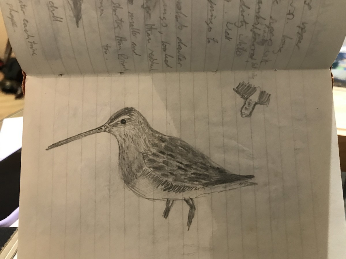 Limnodromo pettorossiccio - ML639638744