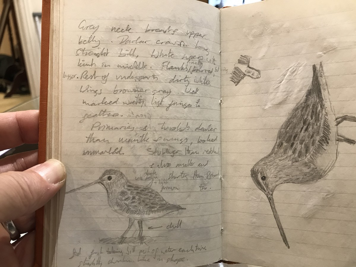 Limnodromo pettorossiccio - ML639638751