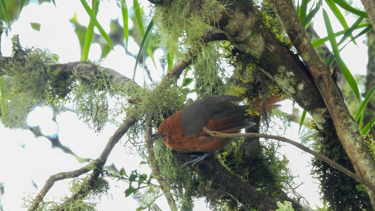 Rusty-headed Spinetail - ML639638775