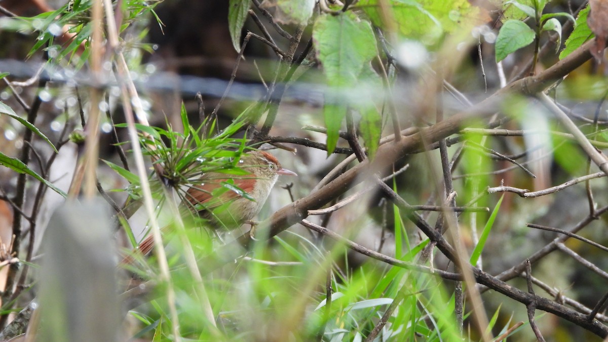 Streak-capped Spinetail - ML639638784