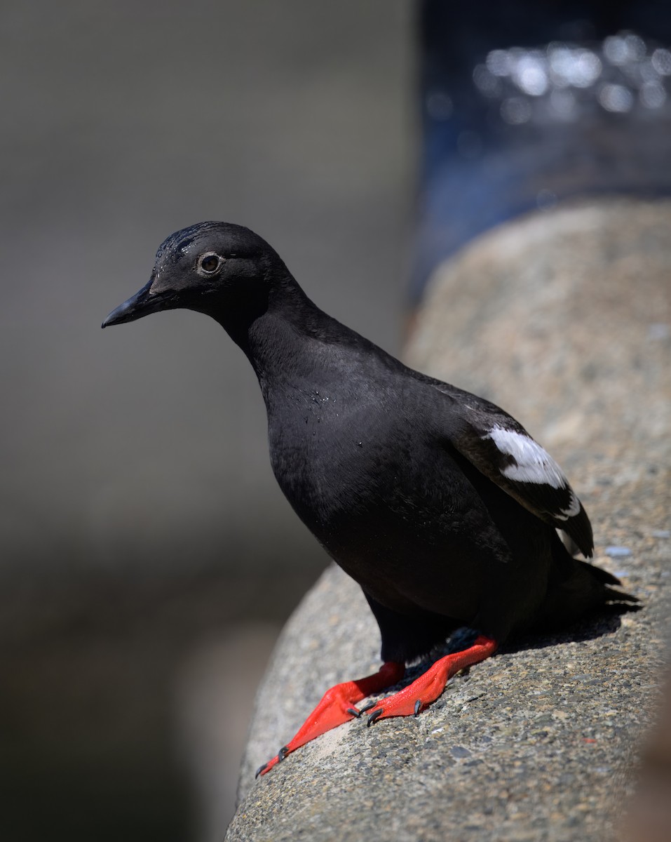 Pigeon Guillemot - ML639638790