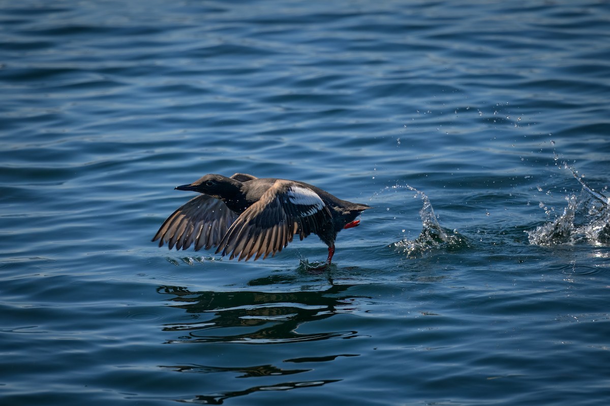 Pigeon Guillemot - ML639638791