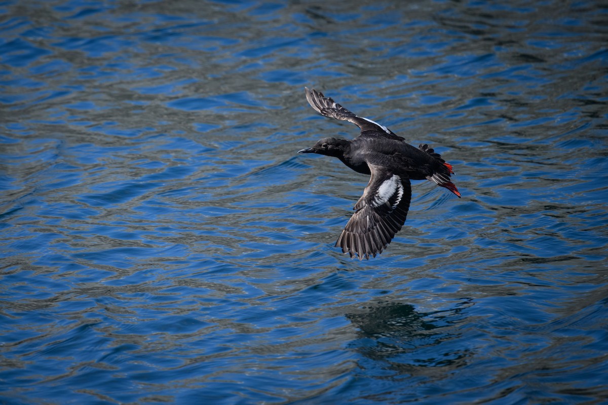 Pigeon Guillemot - ML639638792