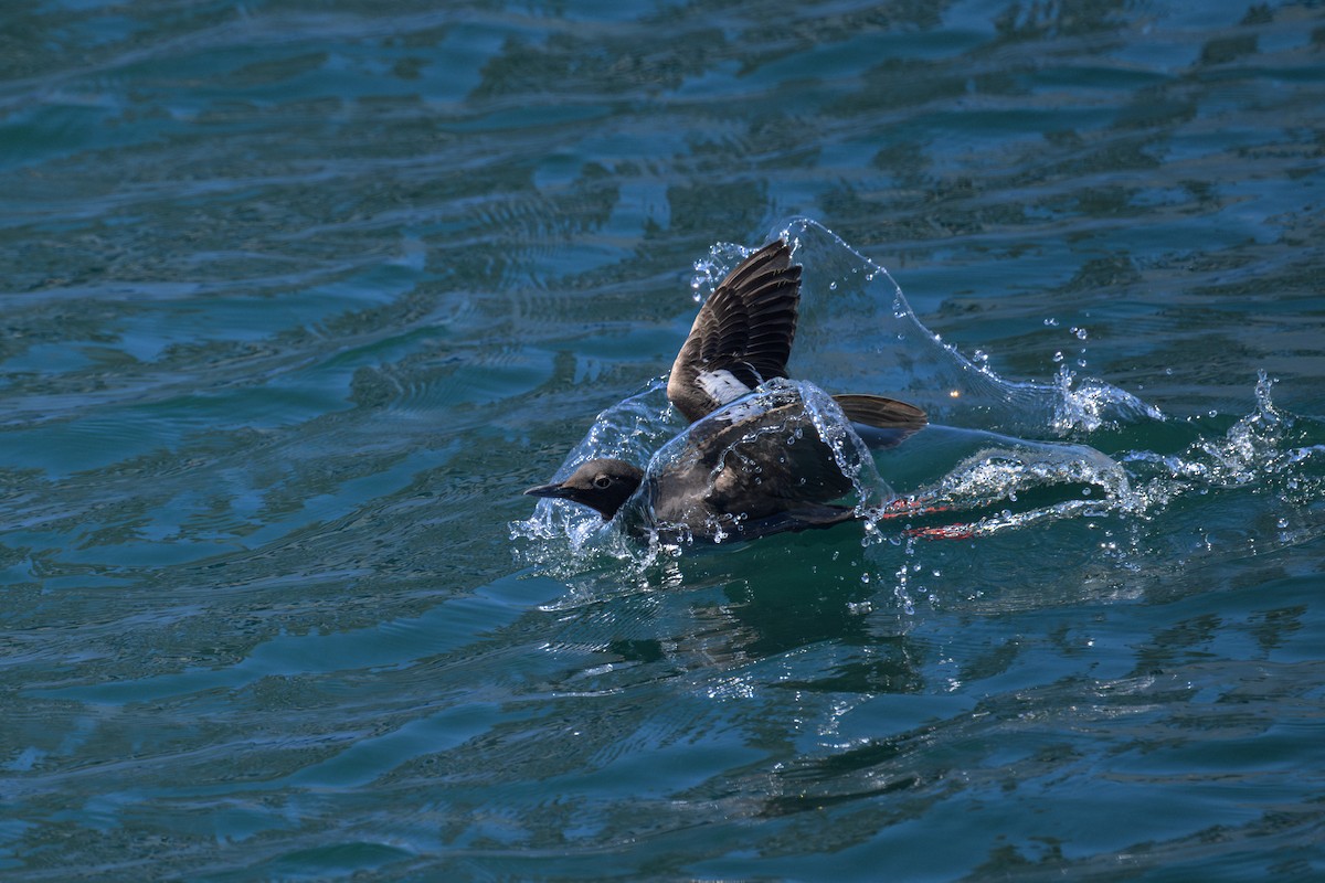 Pigeon Guillemot - ML639638793