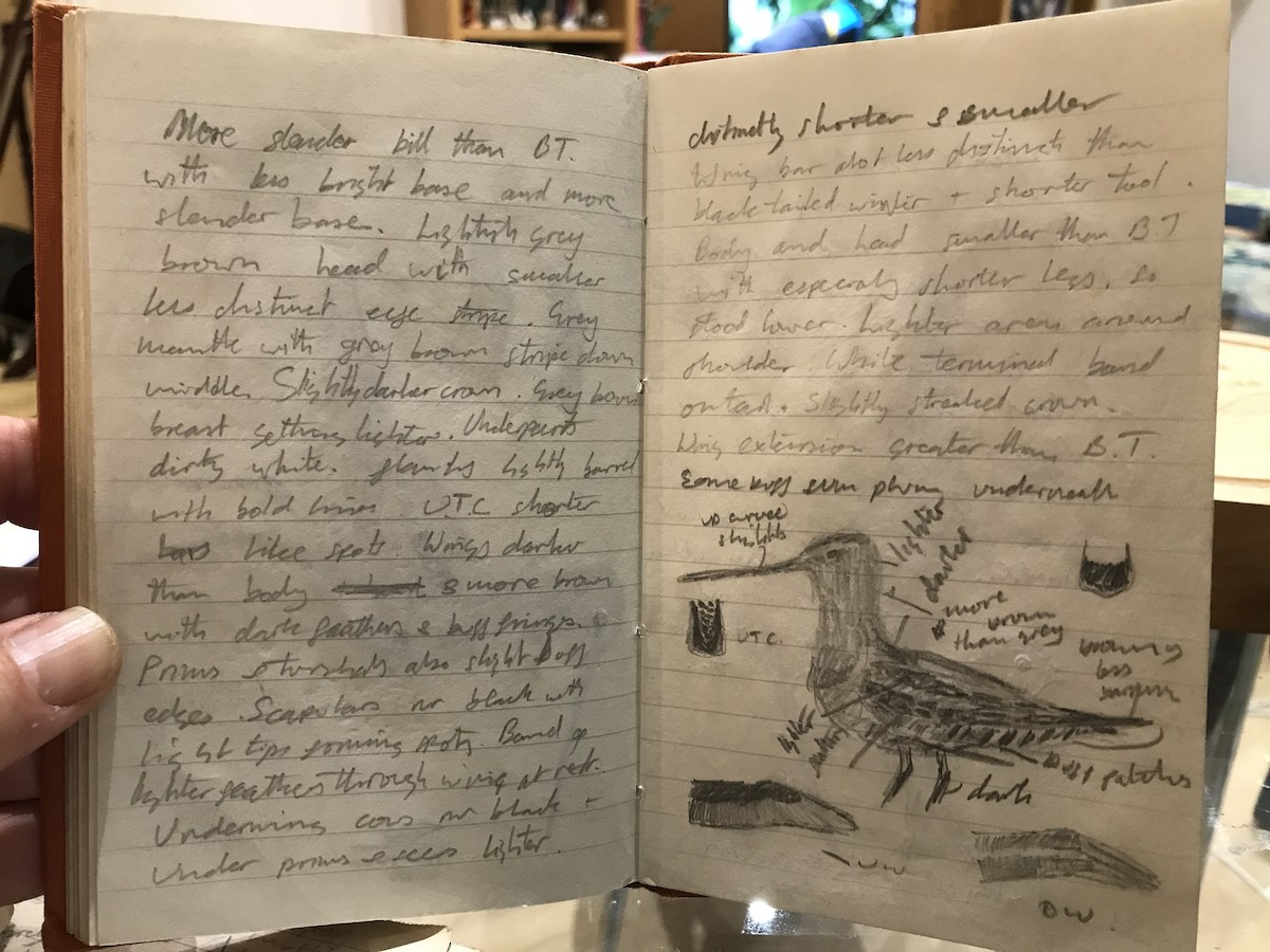 Hudsonian Godwit - ML639638854