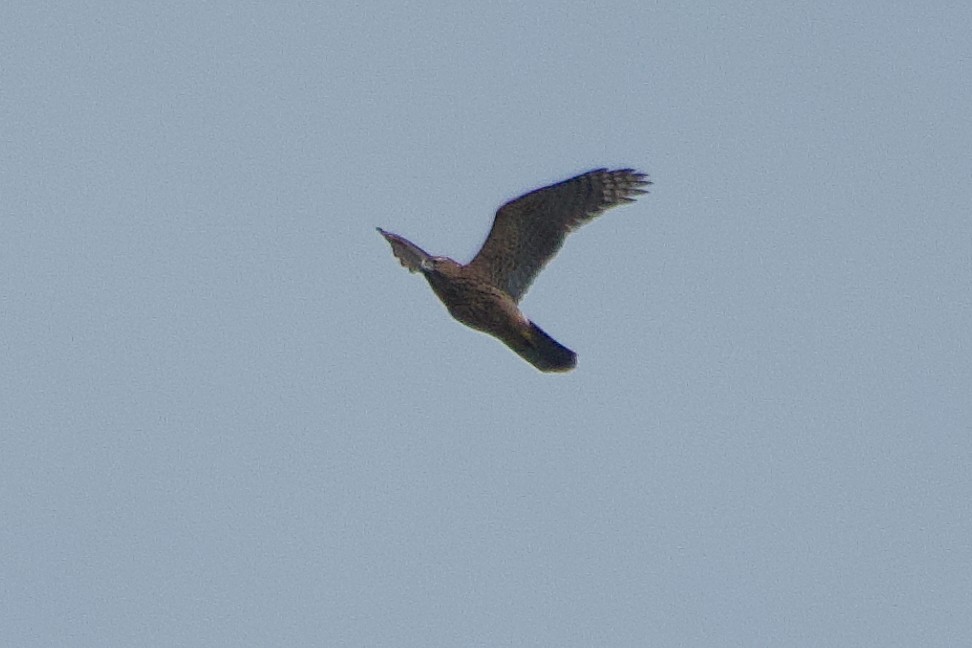 Eurasian Goshawk - ML639638857