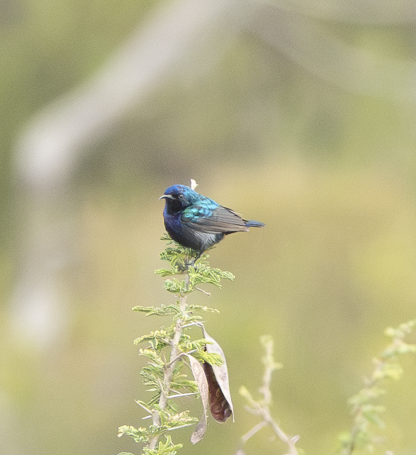 Palestine Sunbird - ML639638877