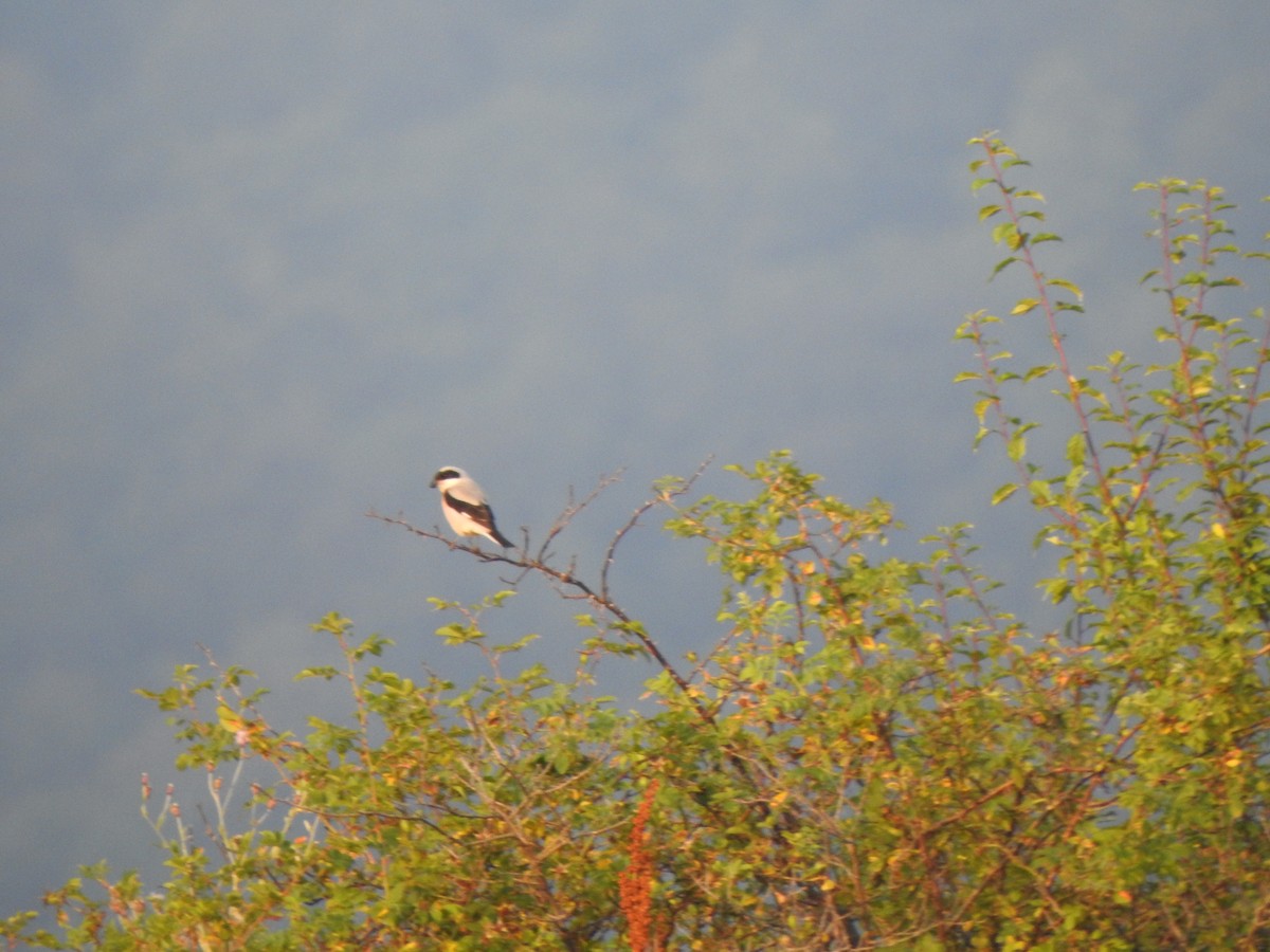 Lesser Gray Shrike - ML639638930