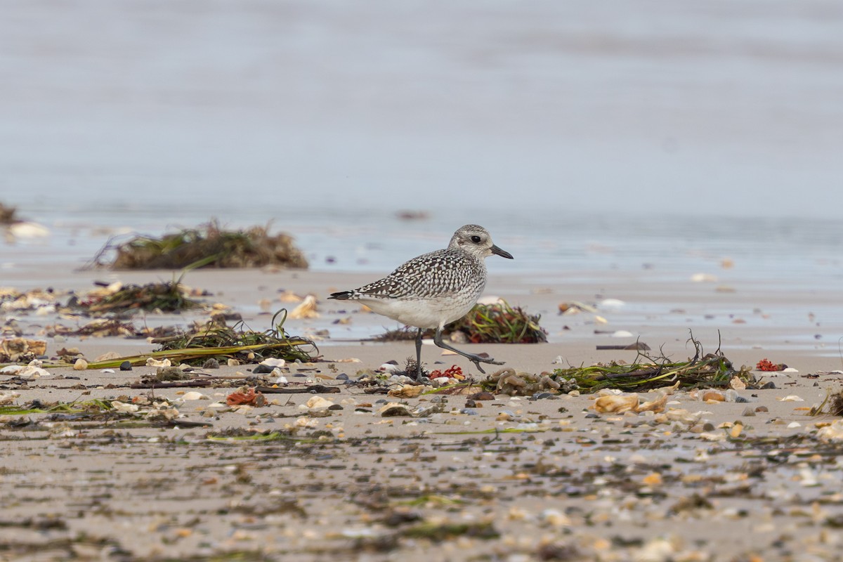 Black-bellied Plover - ML639638934