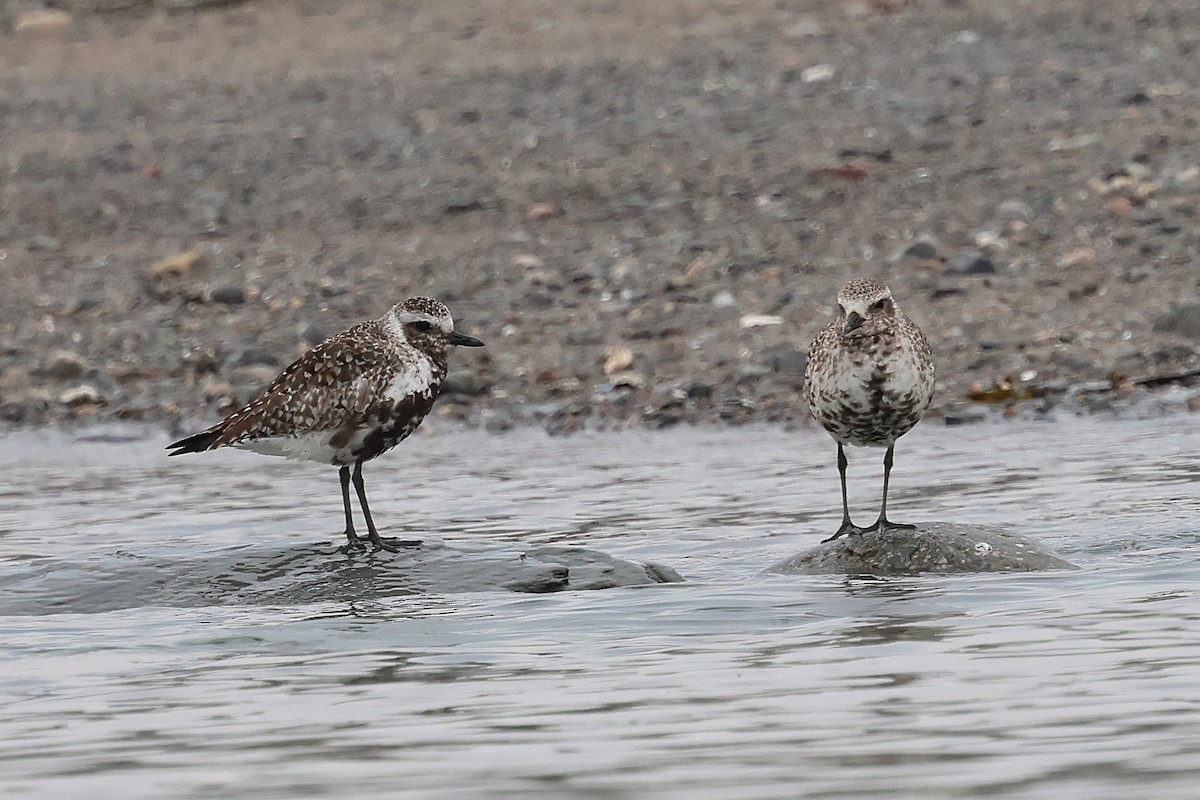 Black-bellied Plover - ML639638942