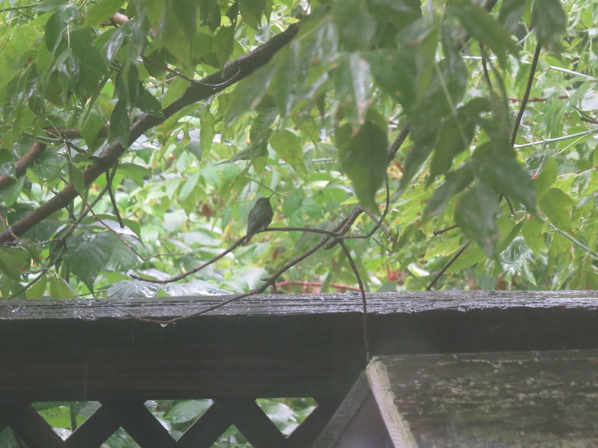 Ruby-throated Hummingbird - ML639638985