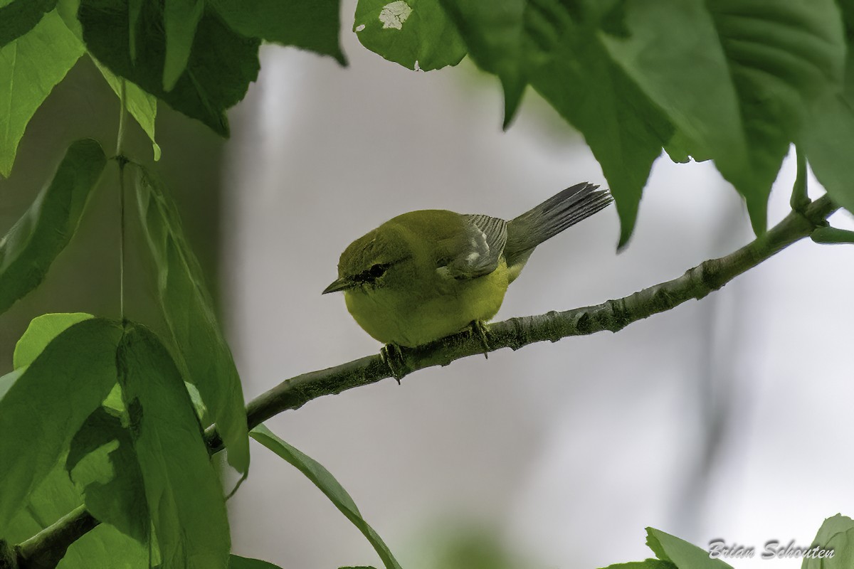 Blue-winged Warbler - ML639639003