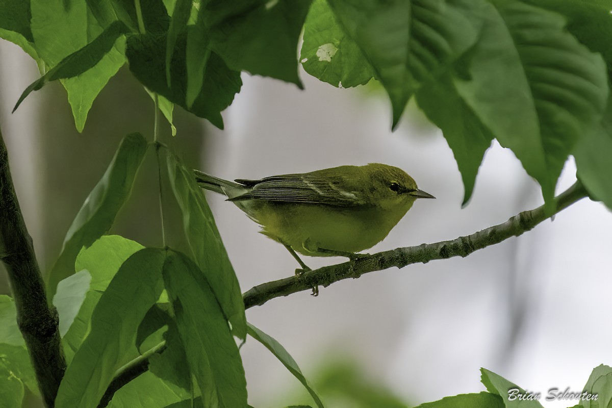 Blue-winged Warbler - ML639639006