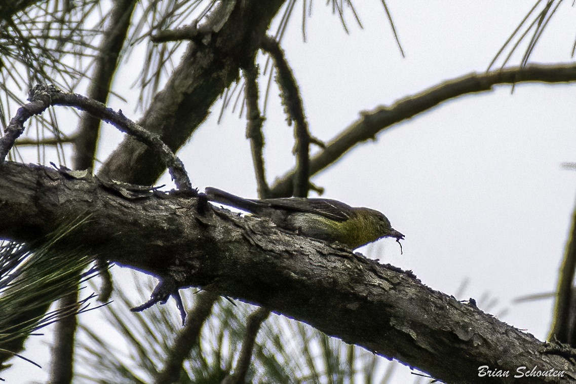 Pine Warbler - ML639639011