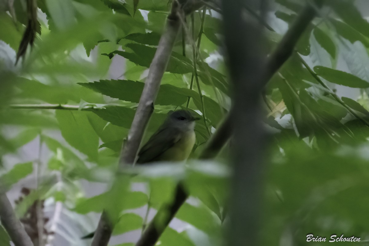 Mourning Warbler - ML639639013