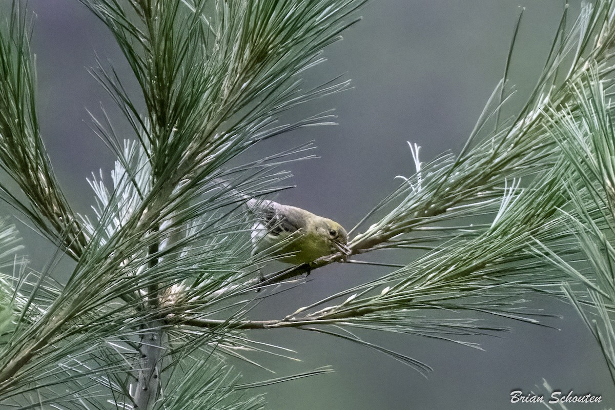 Pine Warbler - ML639639016