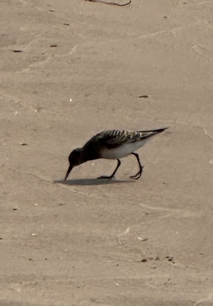 Baird's Sandpiper - ML639639076