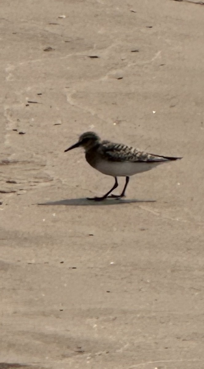 Baird's Sandpiper - ML639639077