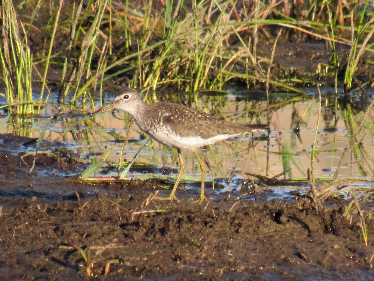 Solitary Sandpiper - ML639639128