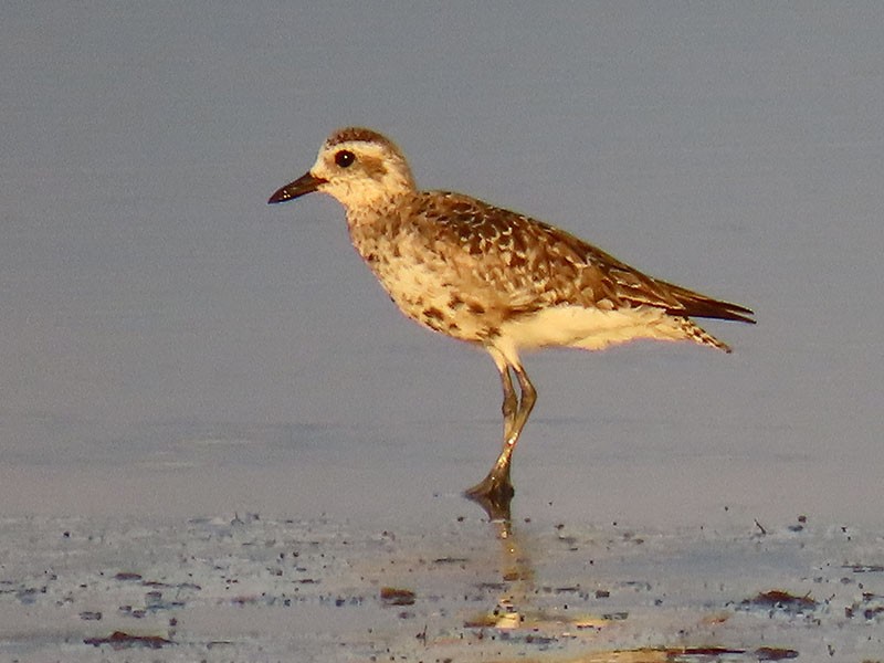 Black-bellied Plover - ML639639139