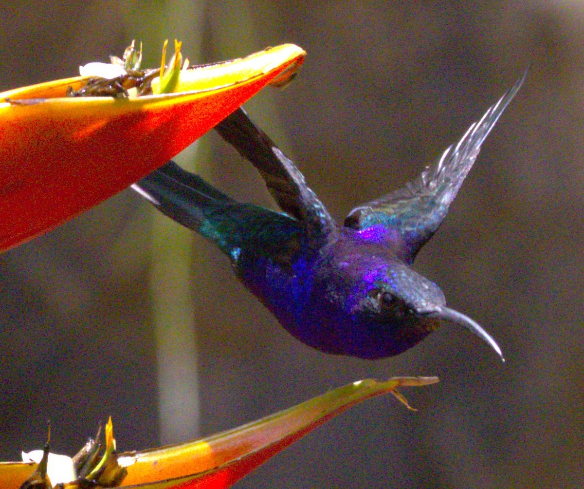 Violet Sabrewing - ML639639149