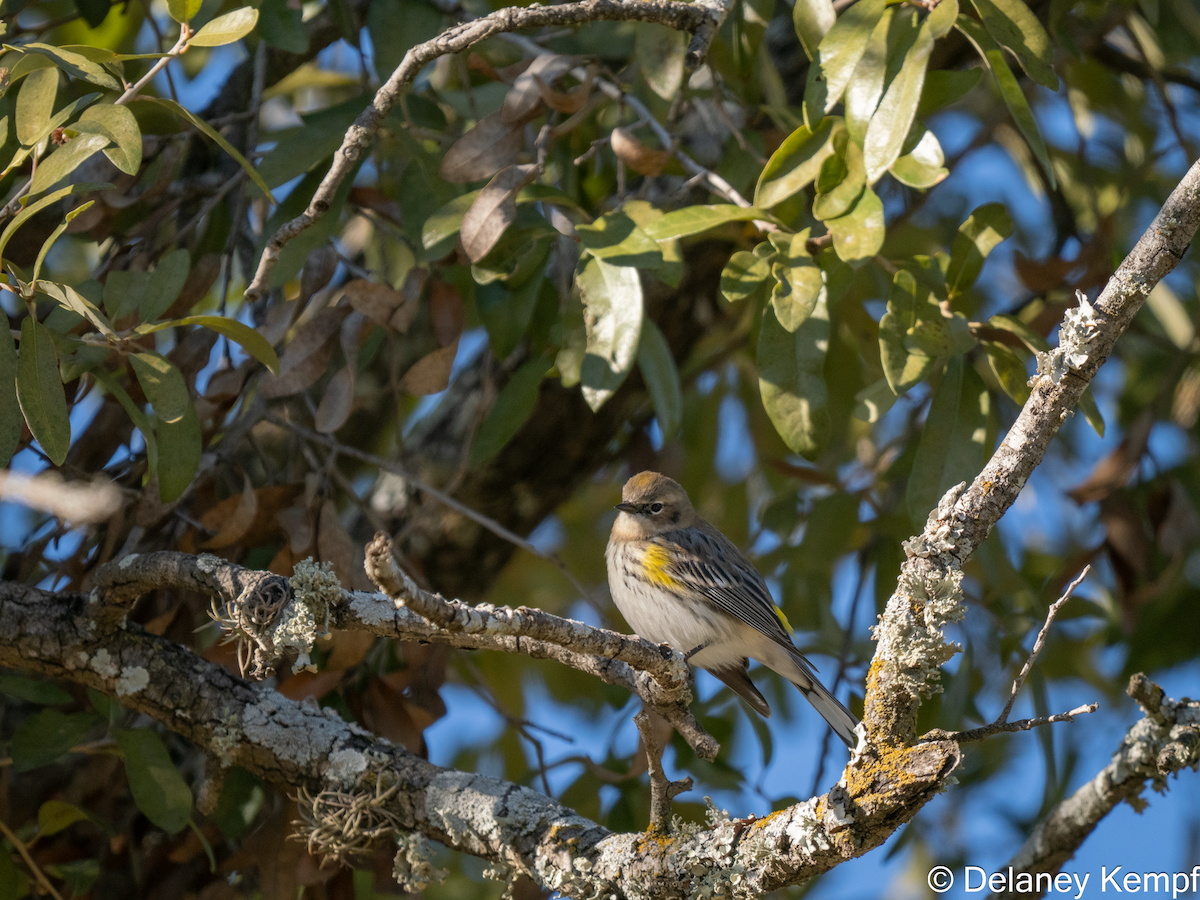 Yellow-rumped Warbler (Myrtle) - ML639639163