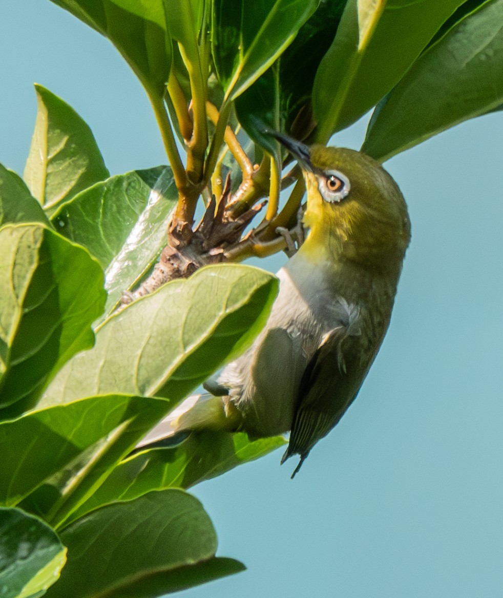 Swinhoe's White-eye - ML639639164