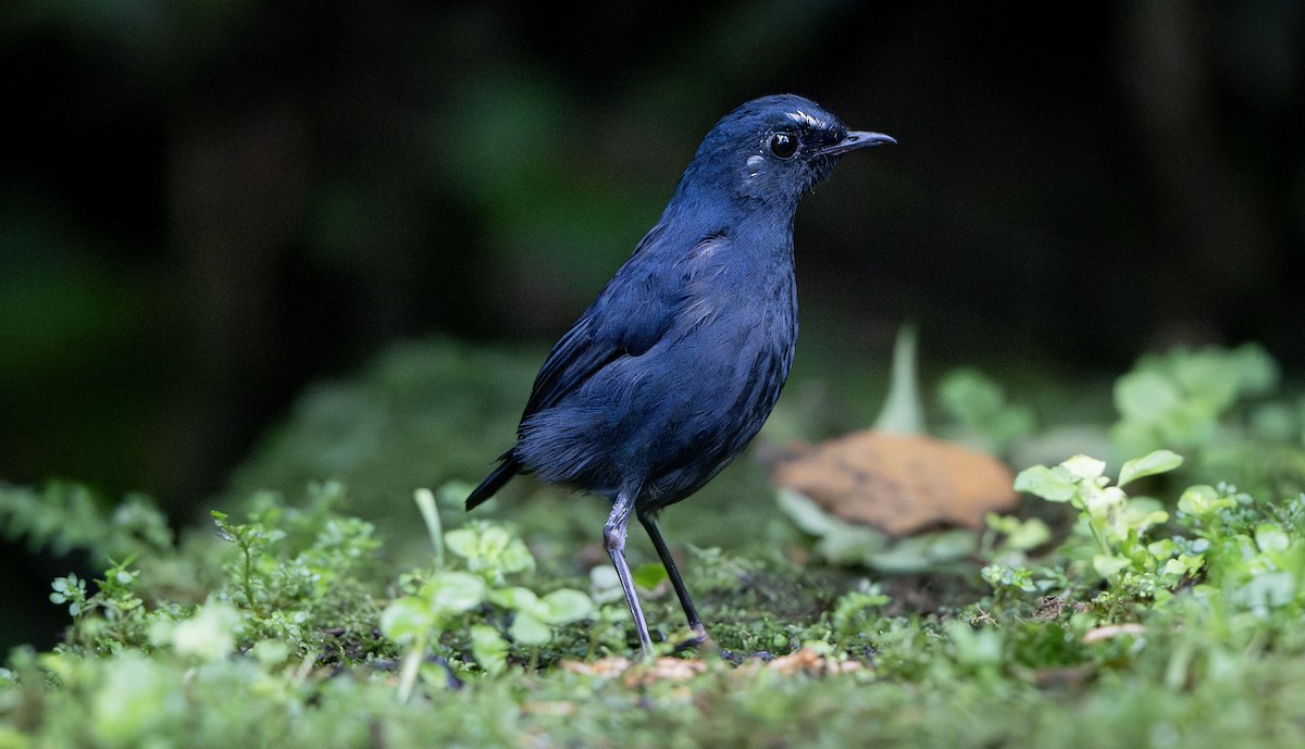 Bornean Shortwing - ML639639185