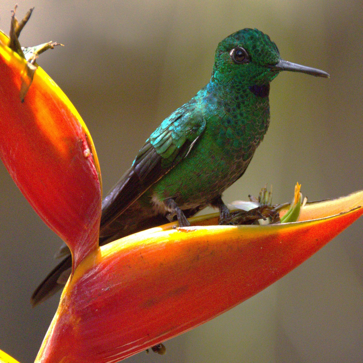 Green-crowned Brilliant - ML639639220