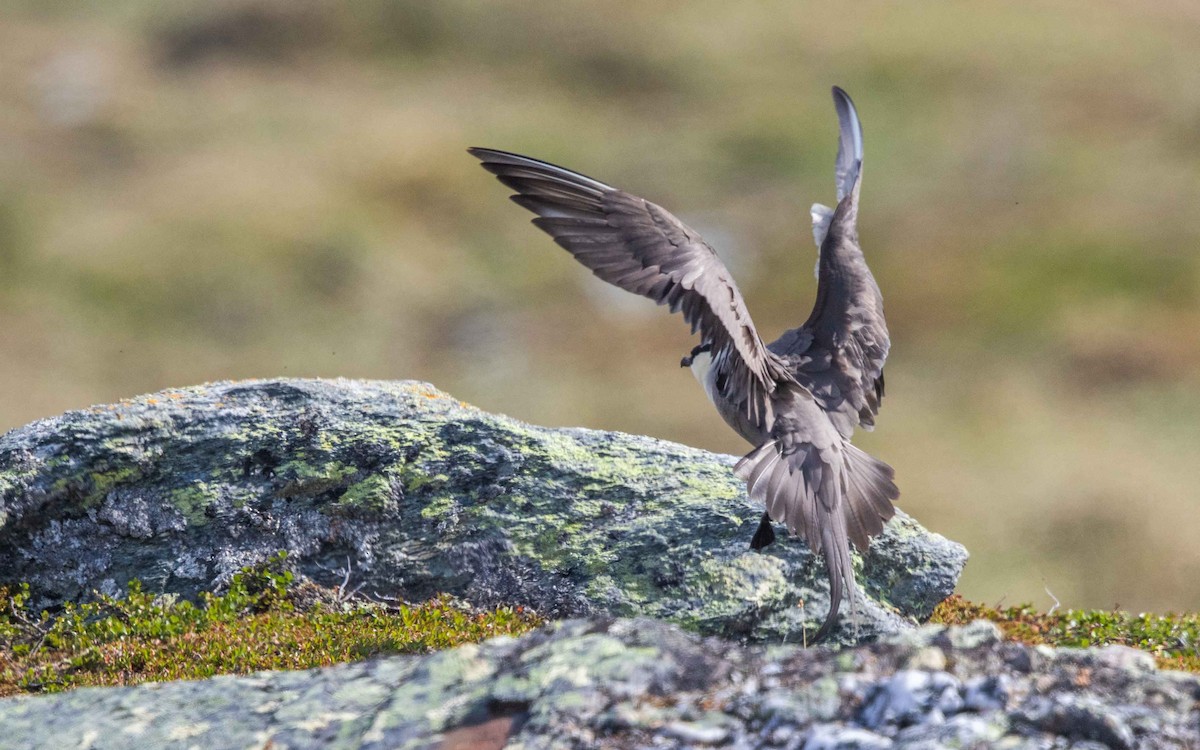 Long-tailed Jaeger - ML639639233