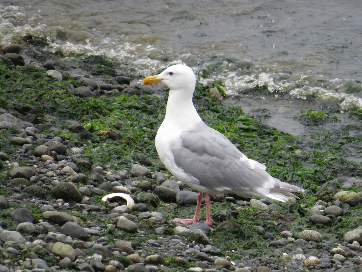 Glaucous-winged Gull - ML639639257