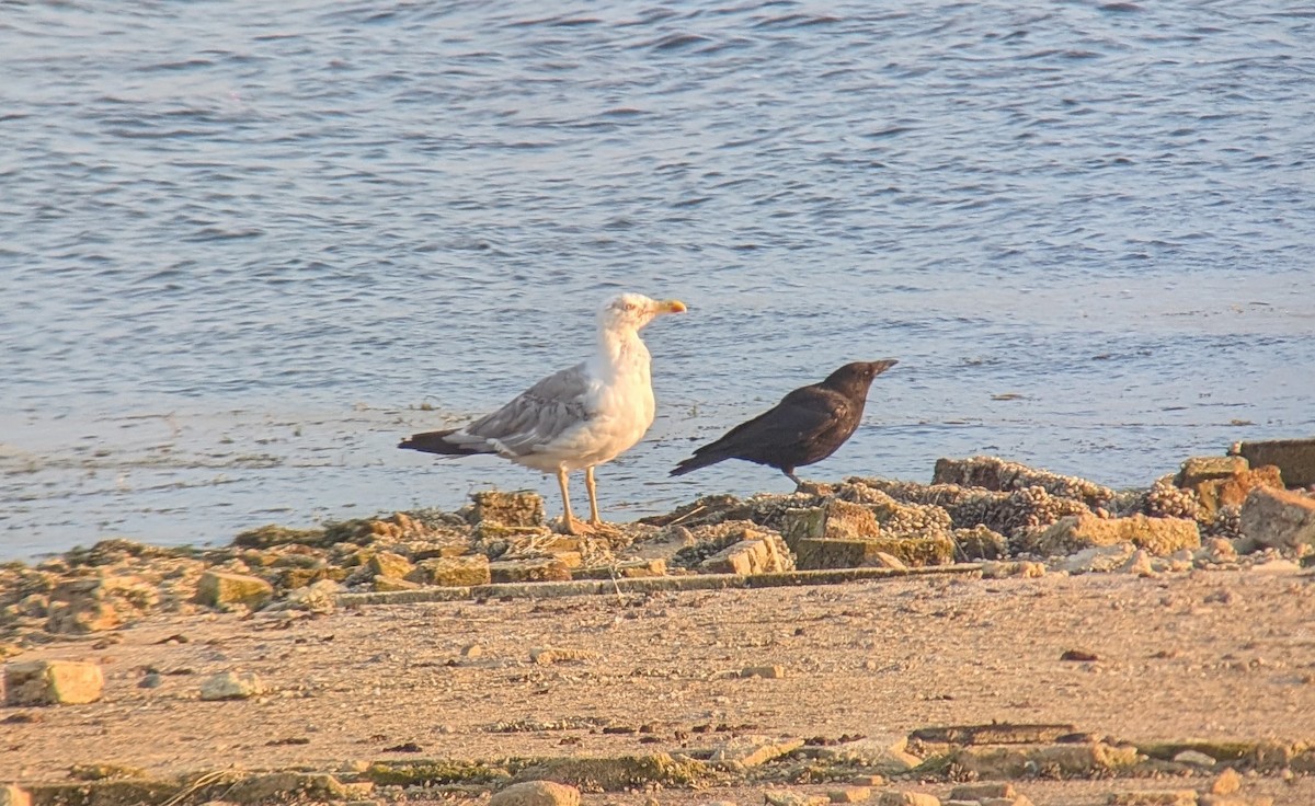 Yellow-legged Gull - ML639639258