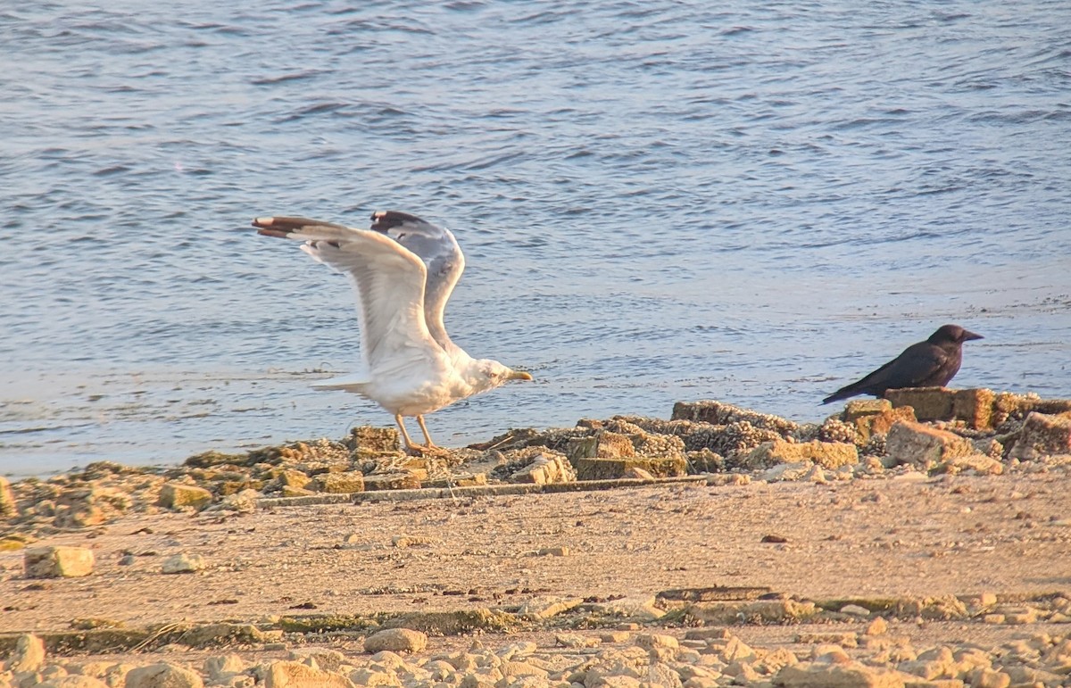 Yellow-legged Gull - ML639639272