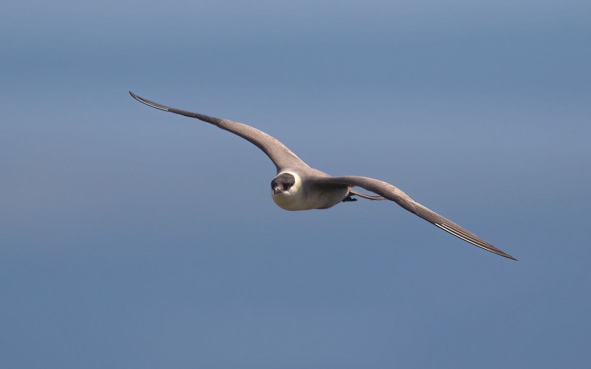 Long-tailed Jaeger - ML639639302