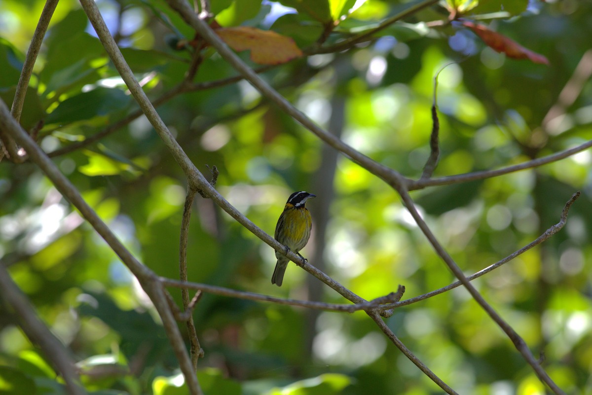 Puerto Rican Spindalis - ML639639306