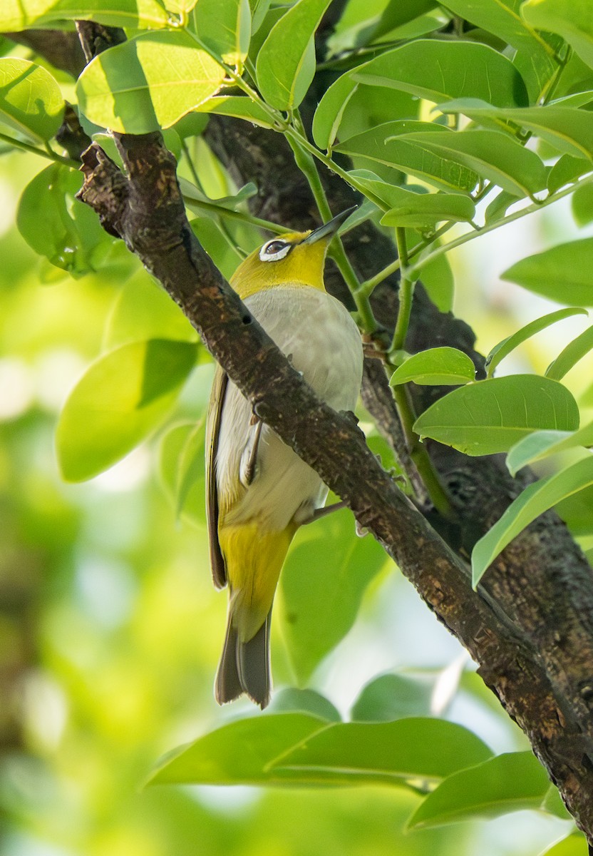 Swinhoe's White-eye - ML639639337
