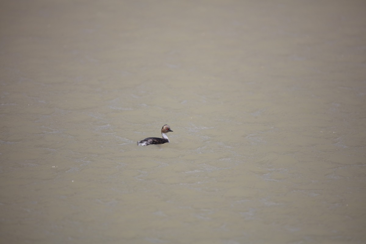 Silvery Grebe - ML639639361
