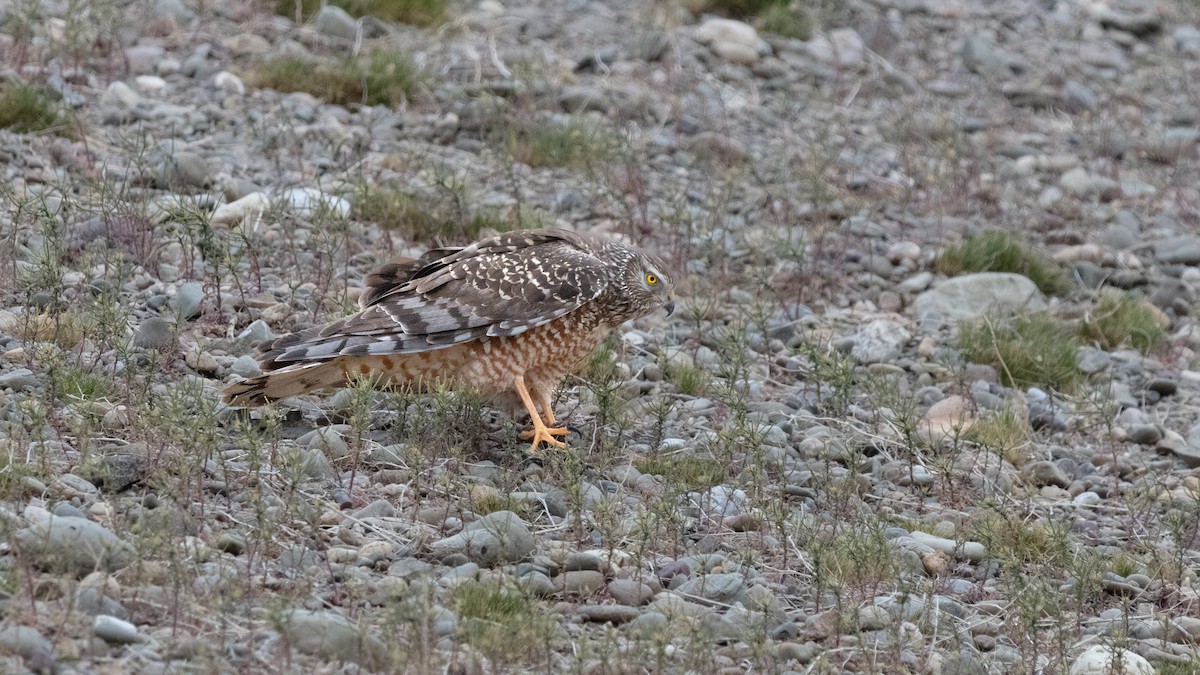 Cinereous Harrier - ML639639369