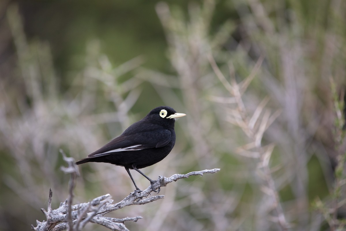 Spectacled Tyrant - ML639639380