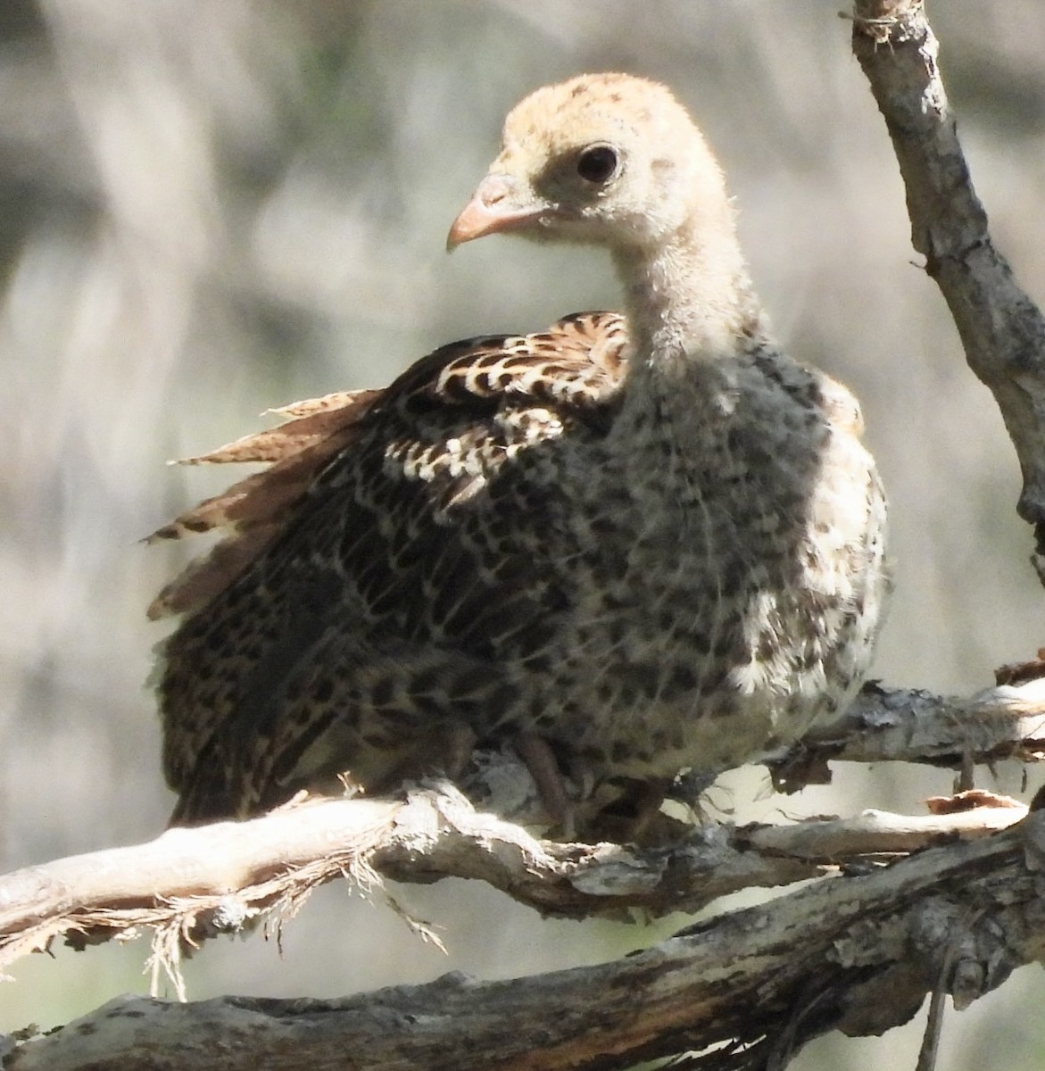 Wild Turkey - ML639639391