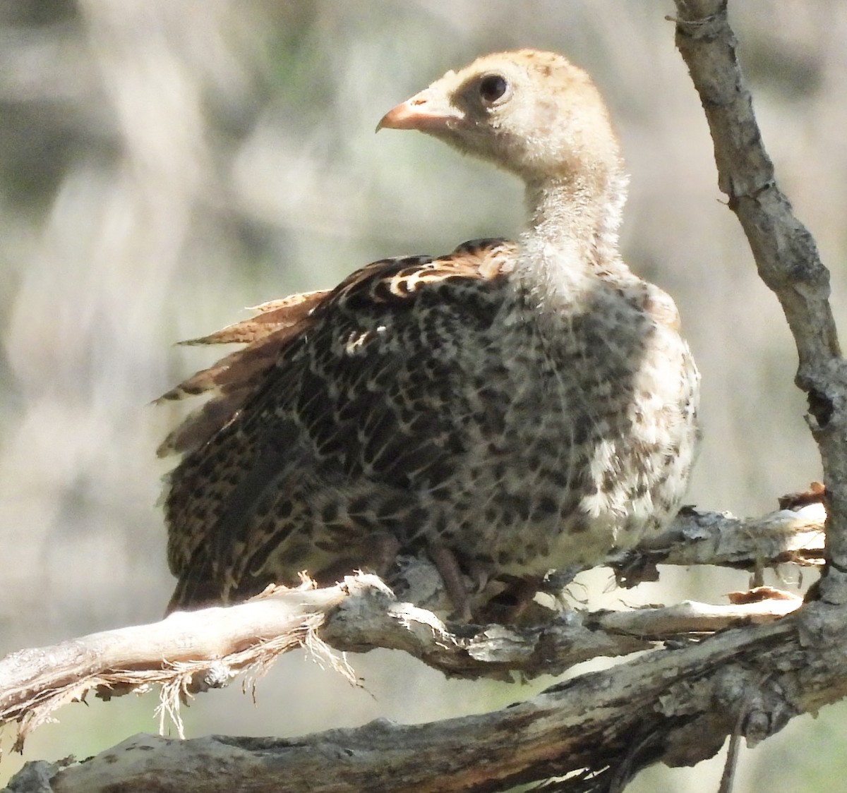 Wild Turkey - ML639639393