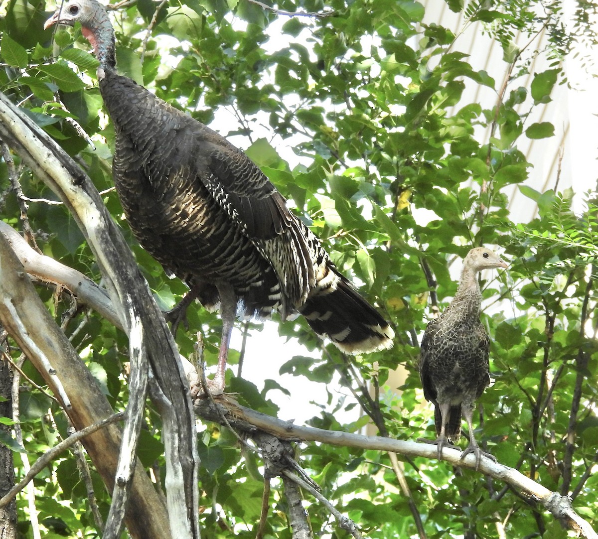 Wild Turkey - ML639639394