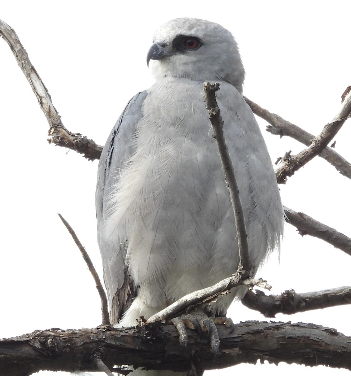 Mississippi Kite - ML639639407