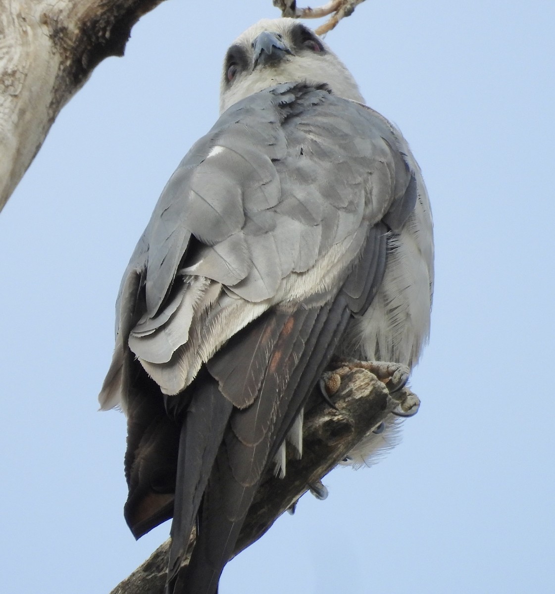 Mississippi Kite - ML639639408