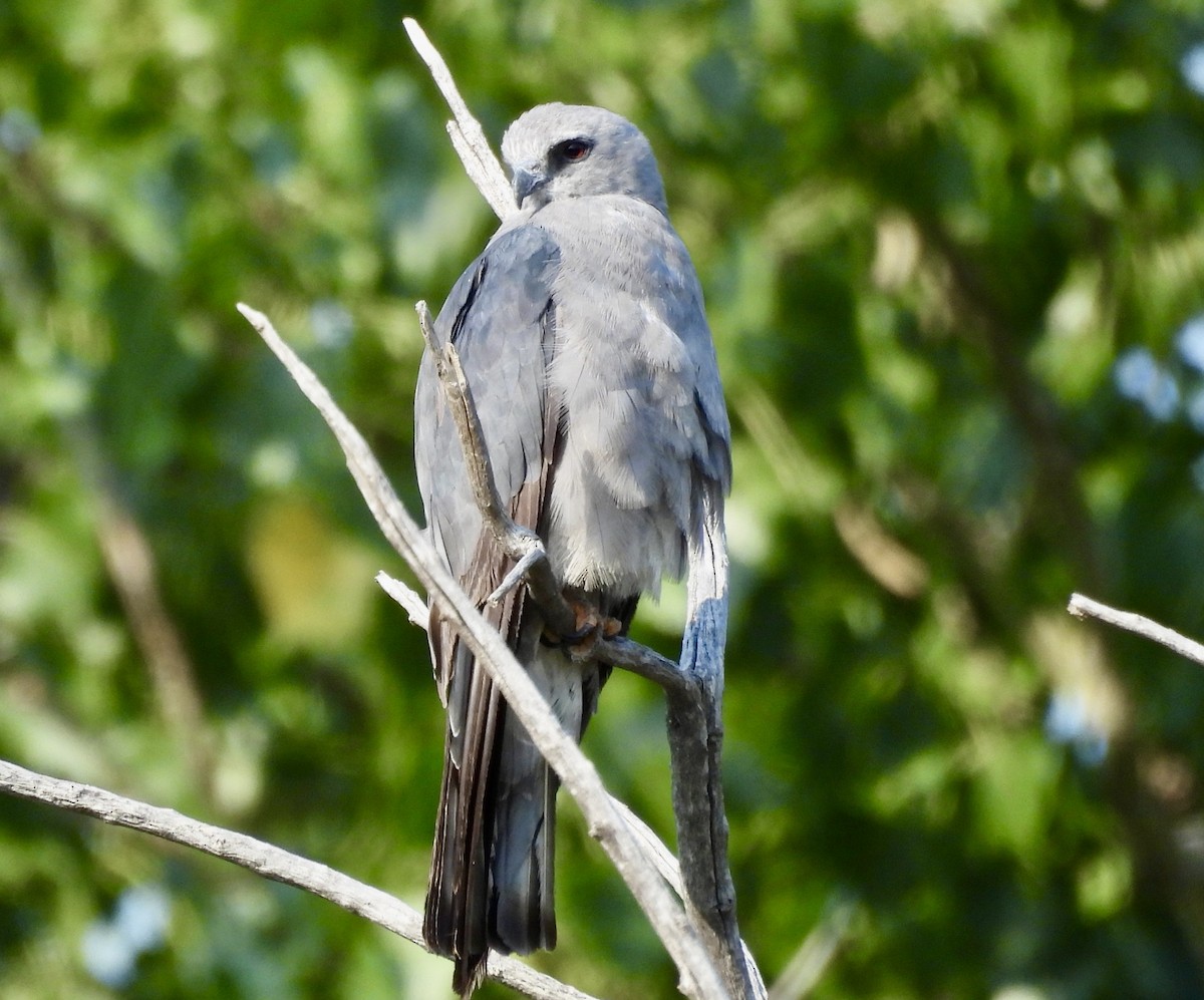 Mississippi Kite - ML639639409