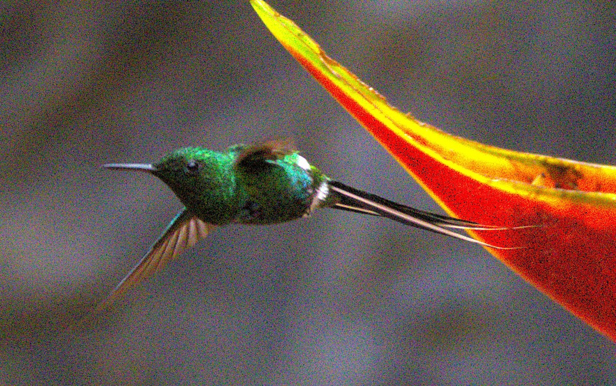 Green Thorntail - ML639639414