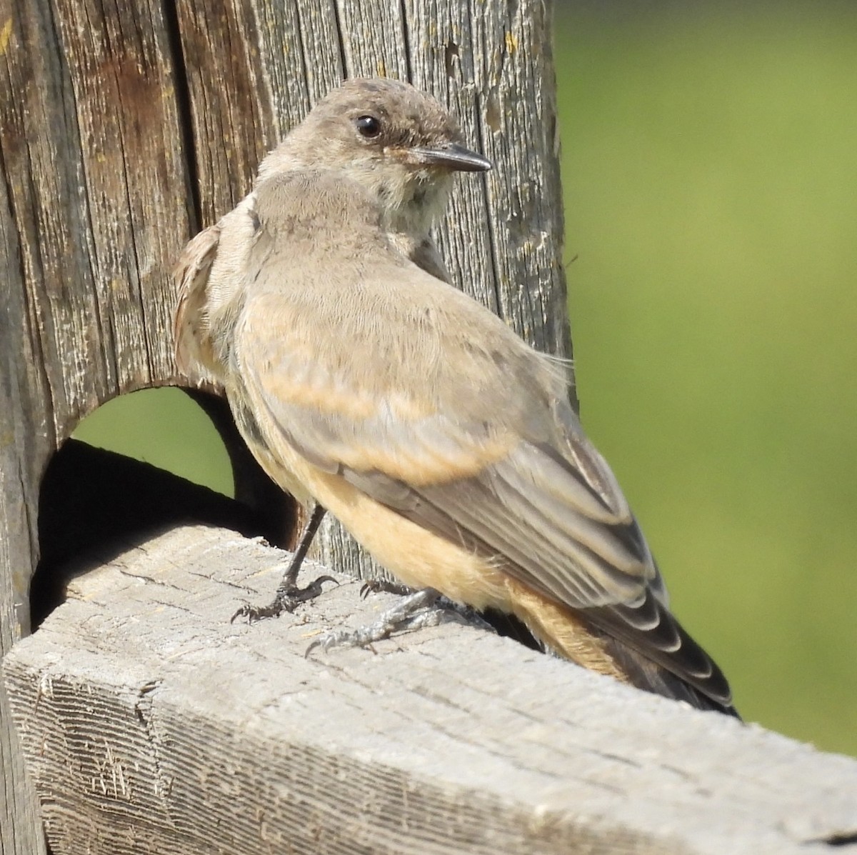 Say's Phoebe - ML639639417