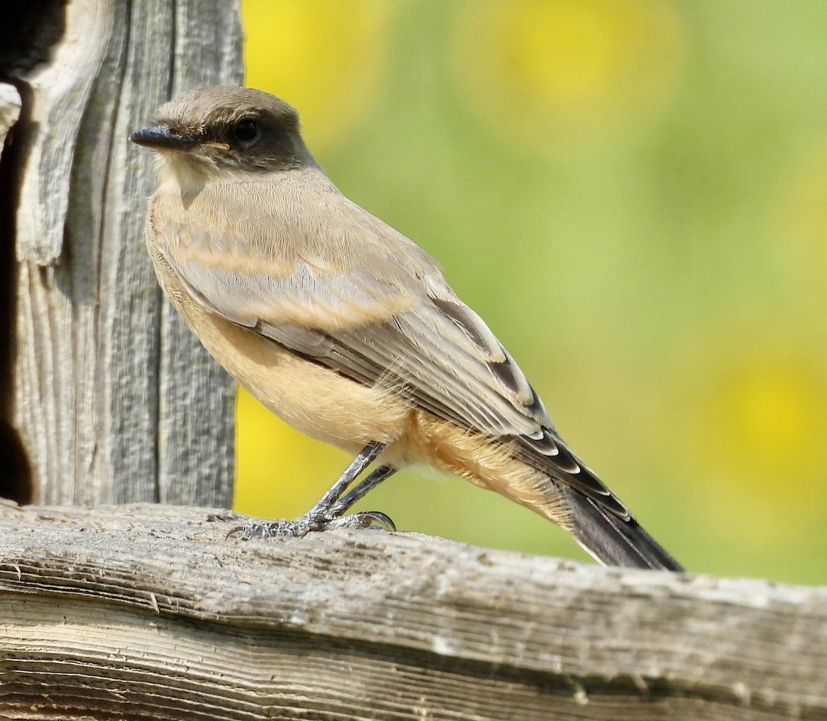 Say's Phoebe - ML639639419